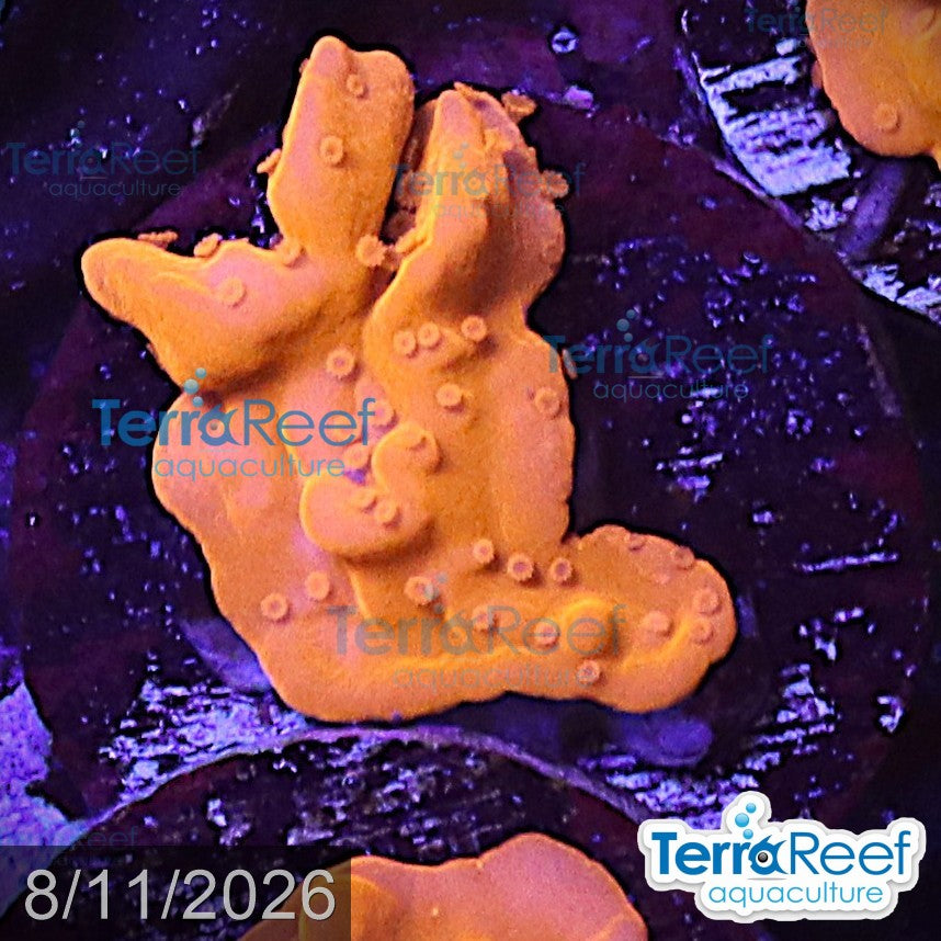 Montipora setosa Coral WYSIWYG Frag 46MidLeft