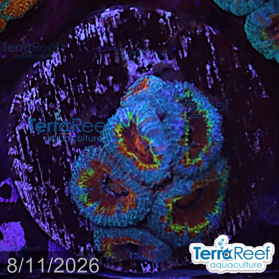 Aquacultured WYSIWYG rainbow red Micromussa acan lord coral frag for reef aquarium