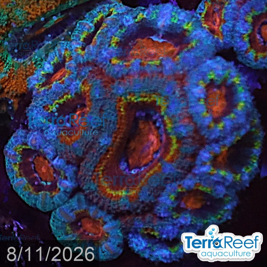 Aquacultured WYSIWYG rainbow red Micromussa acan lord coral frag for reef aquarium