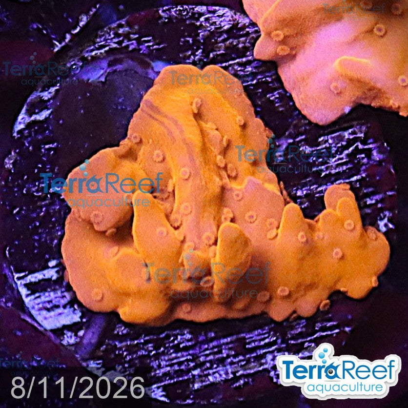Montipora setosa Coral WYSIWYG Frag 45MidRight