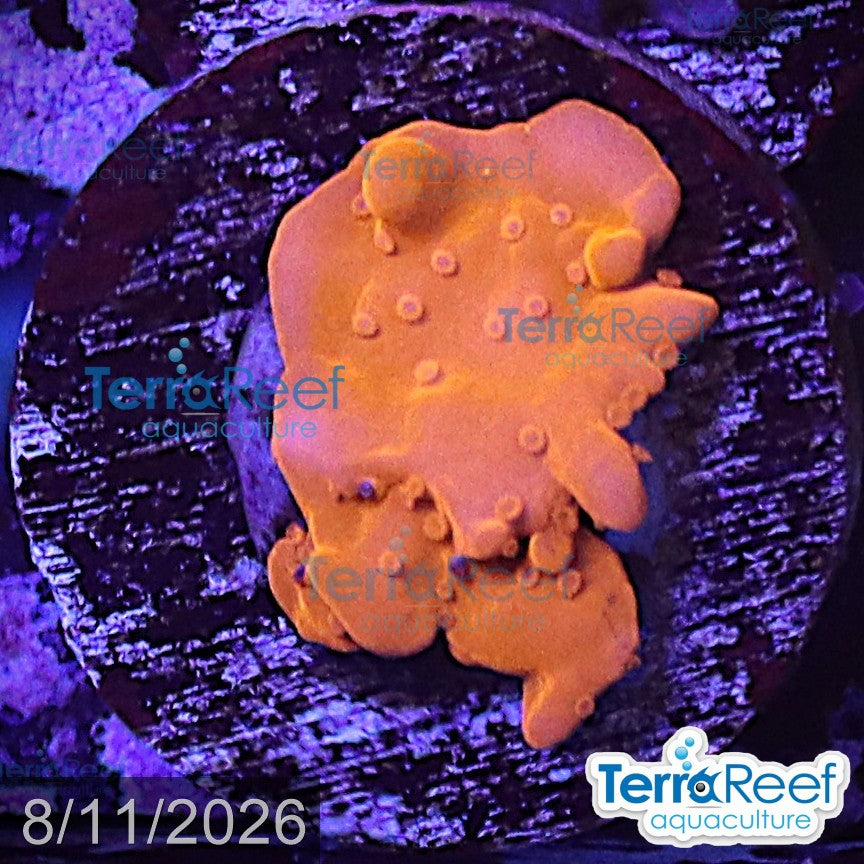 Montipora setosa Coral aquacultured WYSIWYG coral frag