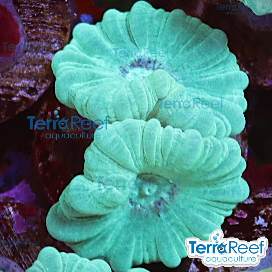 Green Candy Cane WYSIWYG Frag Caulastrea 56MidLeft