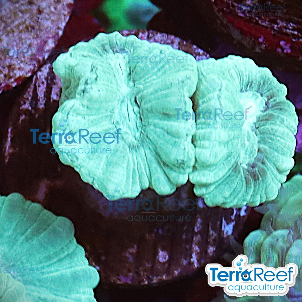 Green Candy Cane WYSIWYG Frag Caulastrea 58MidRight