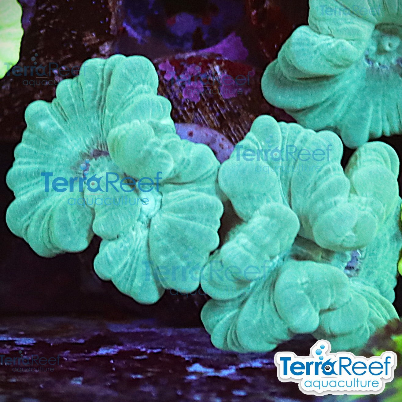 Green Candy Cane WYSIWYG Frag Caulastrea 59Left