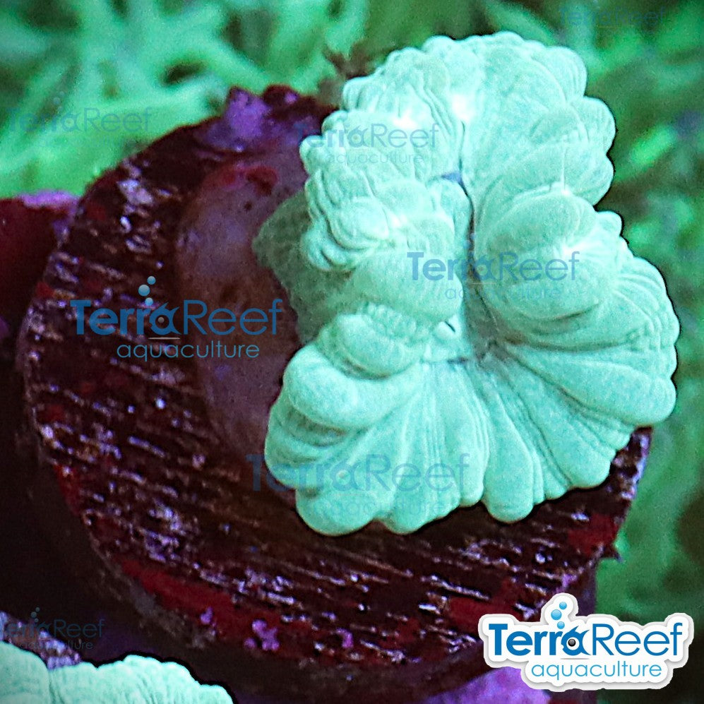 Green Candy Cane WYSIWYG Frag Caulastrea 57Right