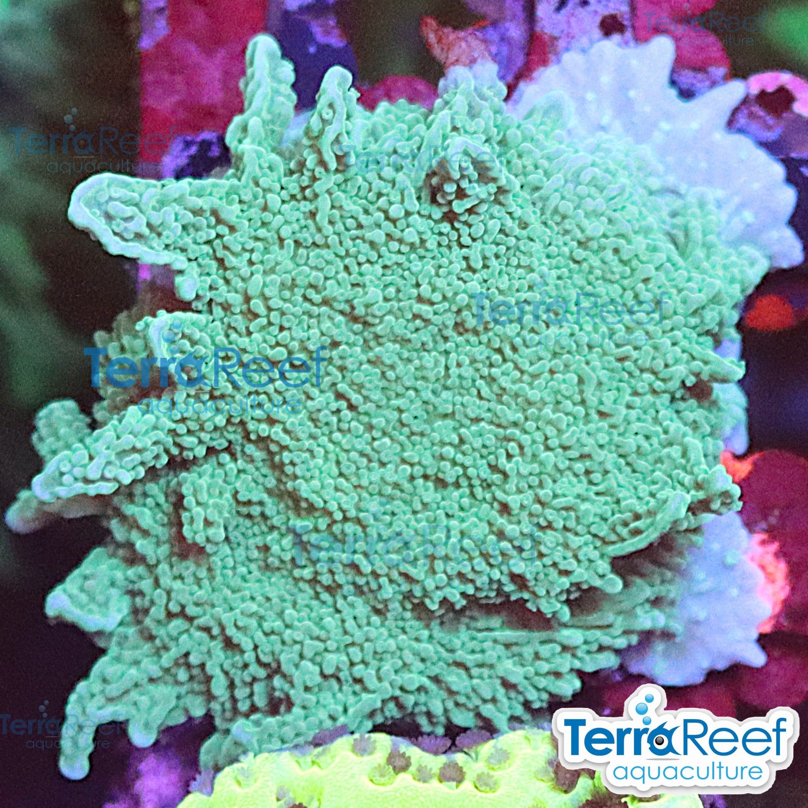 Elkhorn Montipora Frag WYSIWYG 19