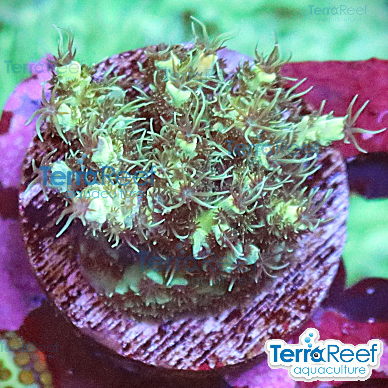 Aquacultured WYSIWYG frilly green Acropora coral frag for reef aquarium