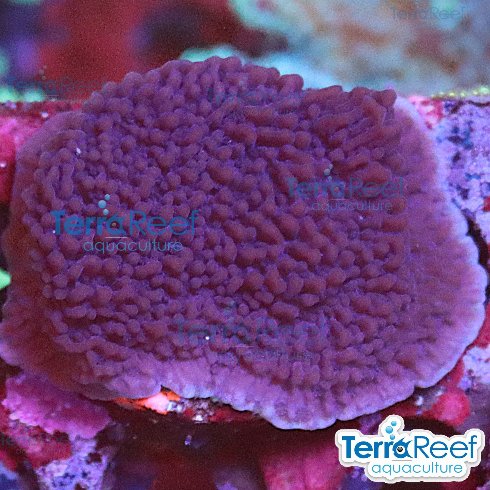 Purple Montipora capricornis Monti cap WYSIWYG Frag 24Left