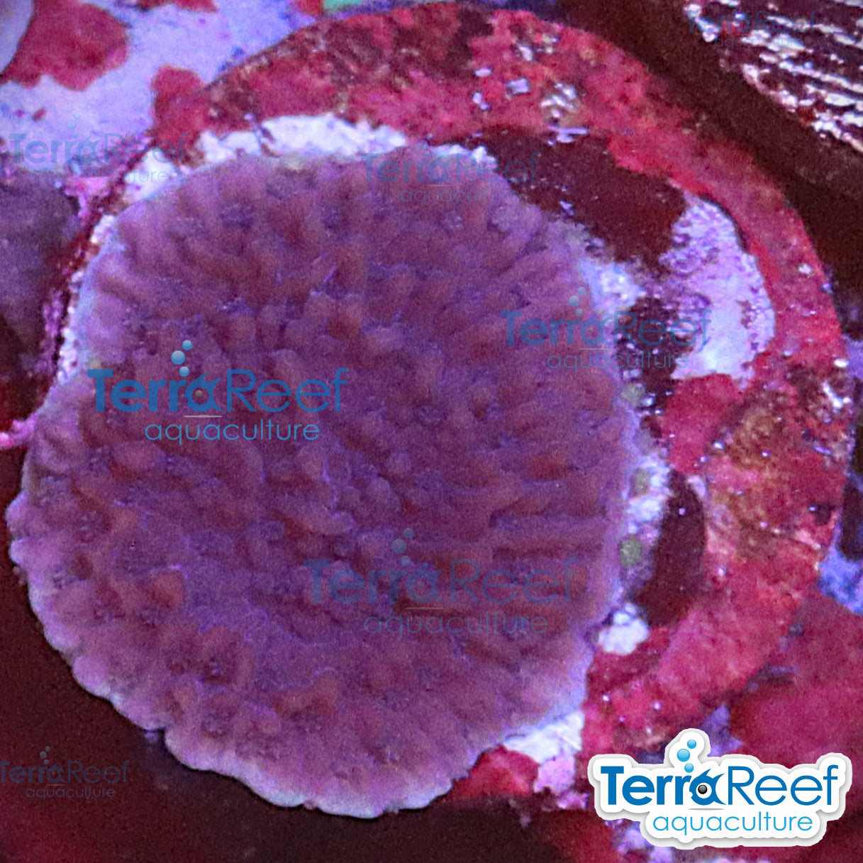 Aquacultured WYSIWYG purple Montipora capricornis coral frag for reef aquarium