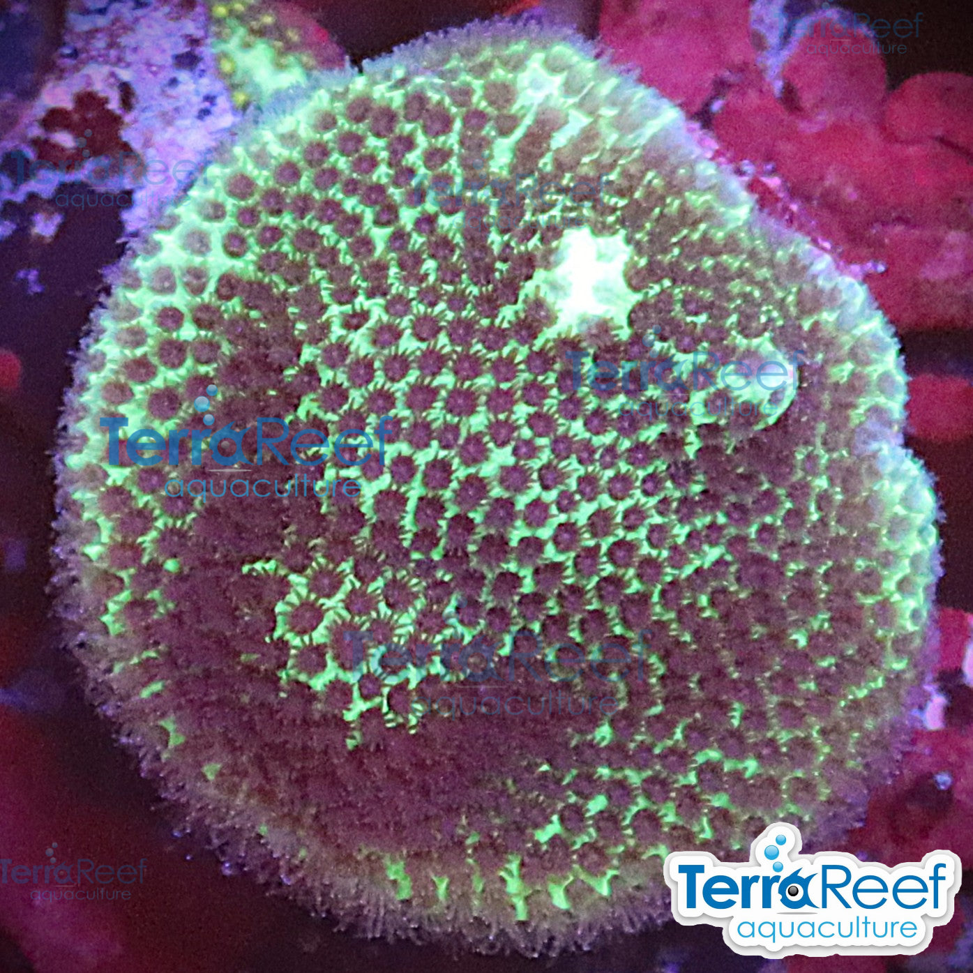 Sand Dollar coral aquacultured WYSIWYG coral frag for reef aquarium