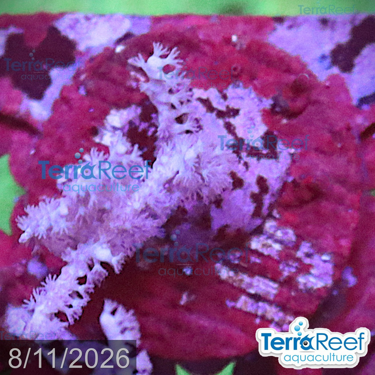 Grube’s Gorgonian Pinnigorgia flava Aquacultured coral Frag 6