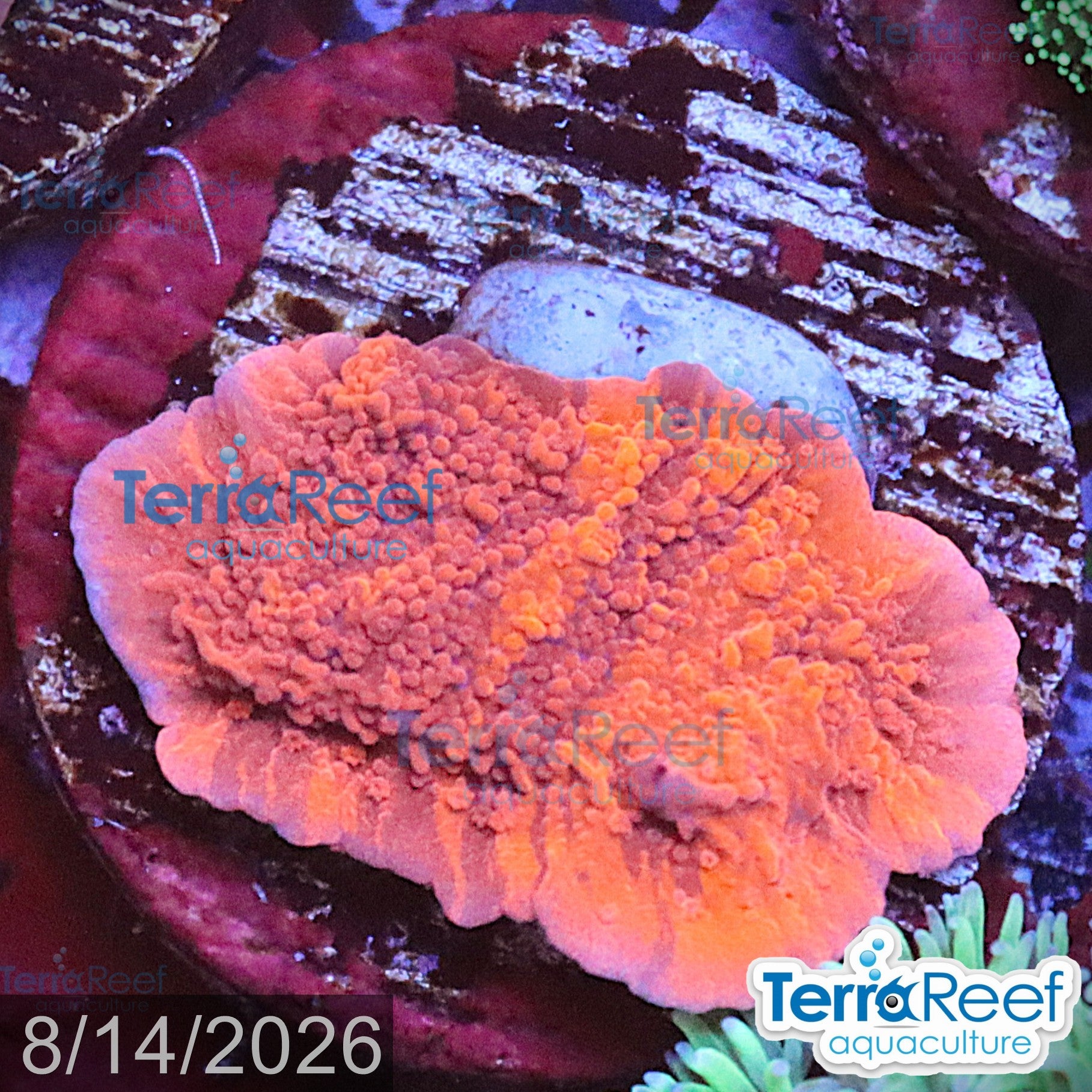 Grafted Purple & Red Monti Cap WYSIWYG 11