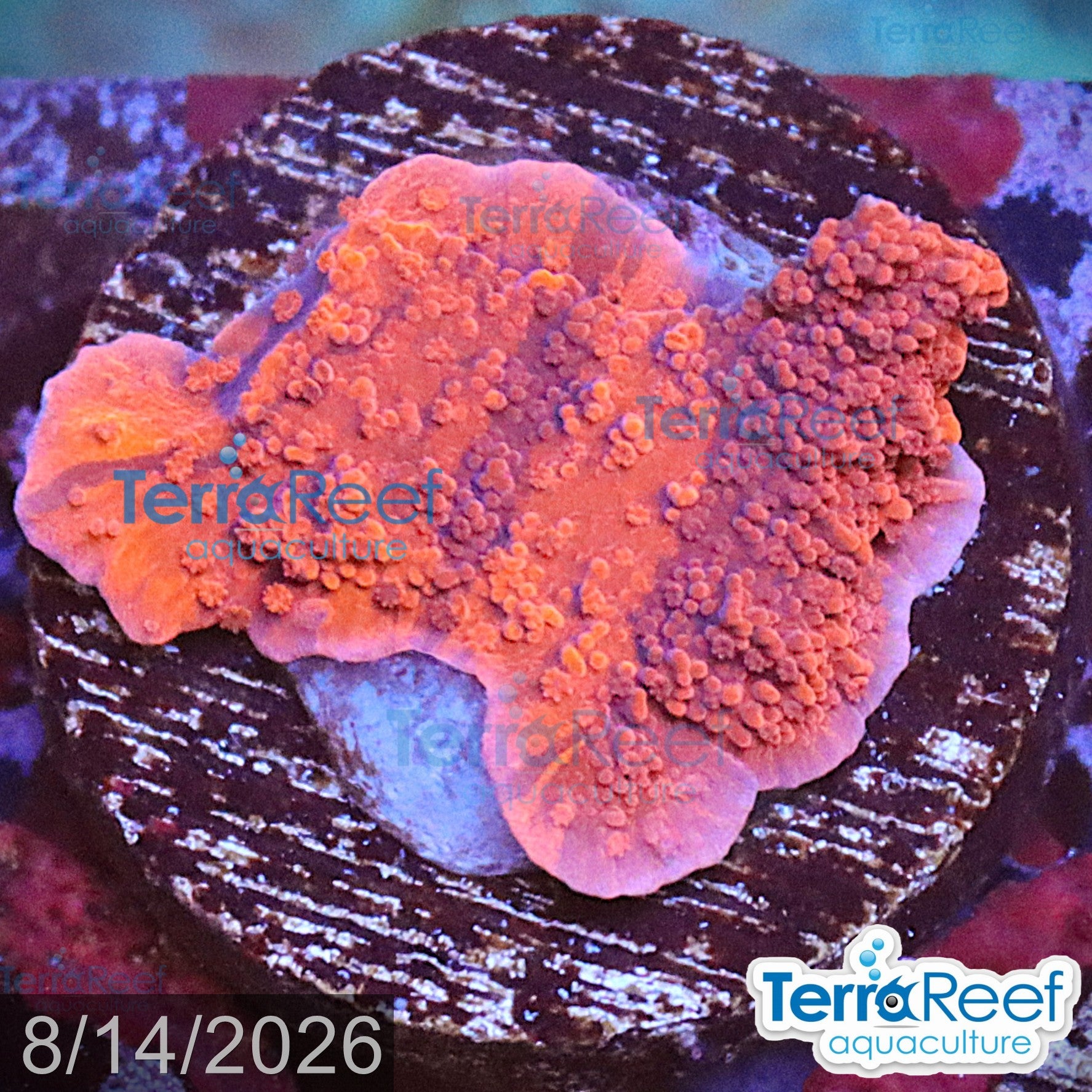 Grafted Purple & Red Monti Cap WYSIWYG 12