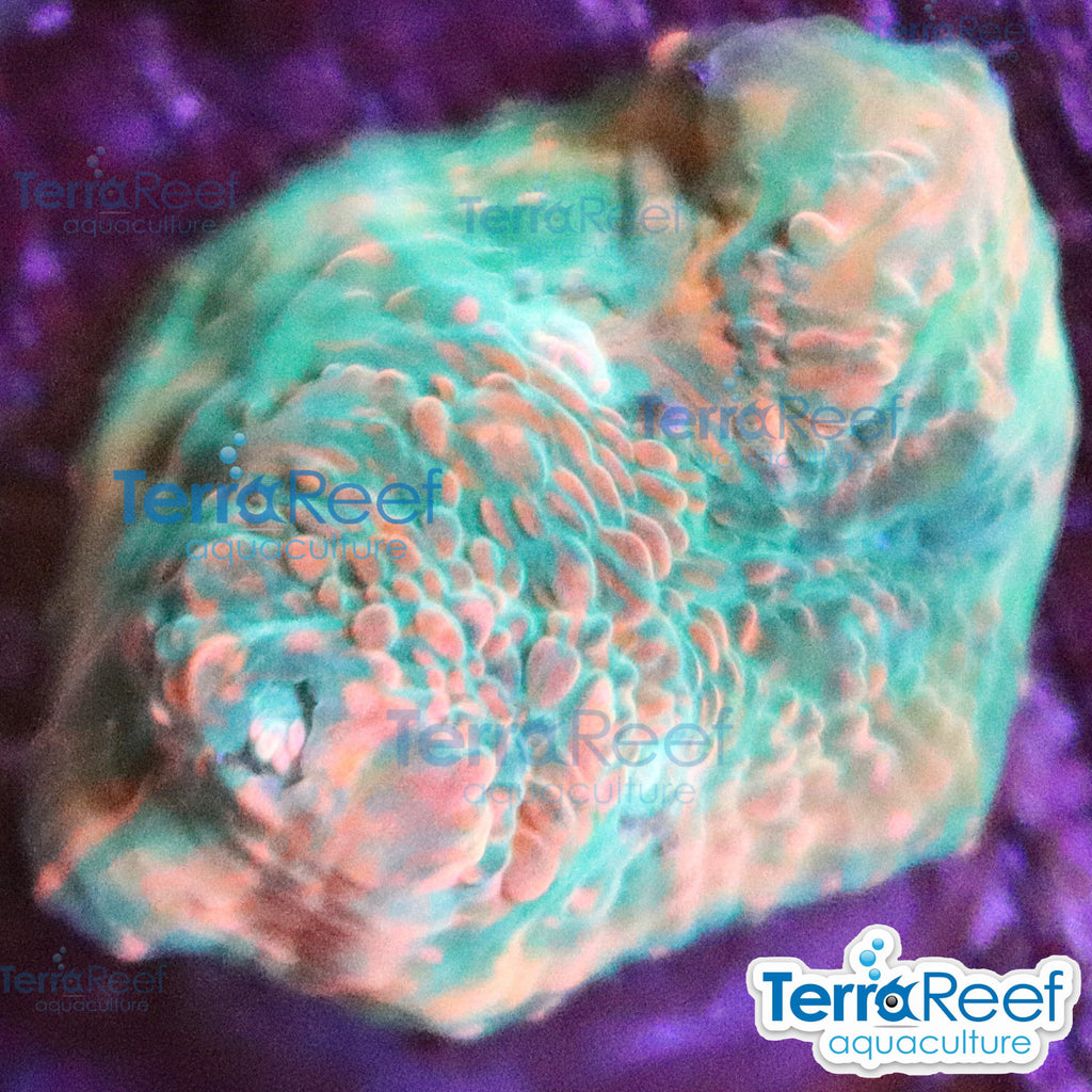 Red Green Chalice WYSIWYG Frag 31Desk