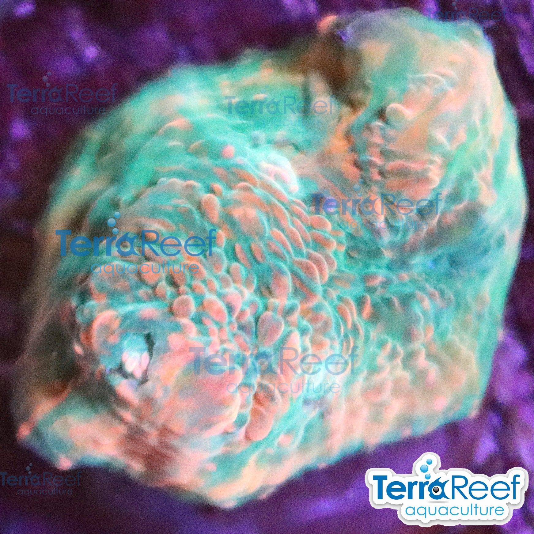 Red Green Chalice WYSIWYG Frag 31Desk