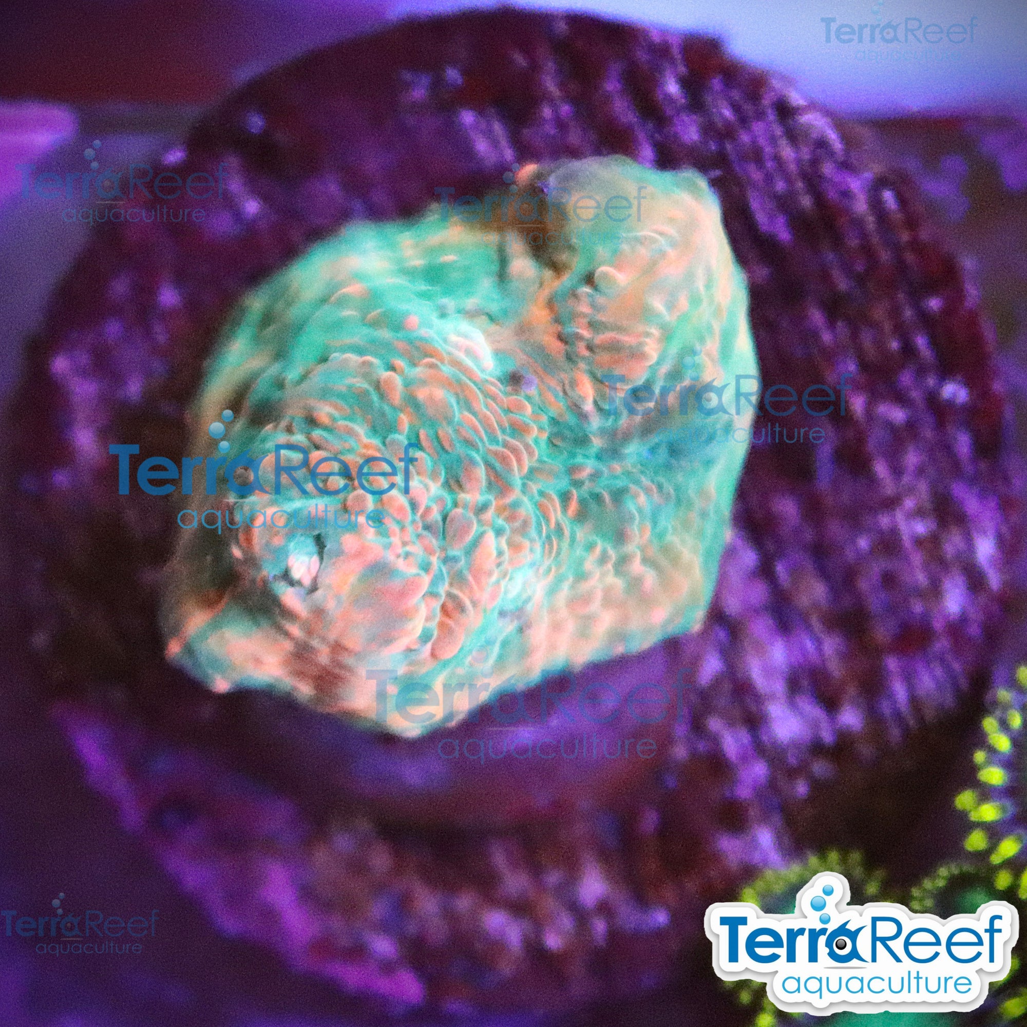 Red Green Chalice WYSIWYG Frag 31Desk