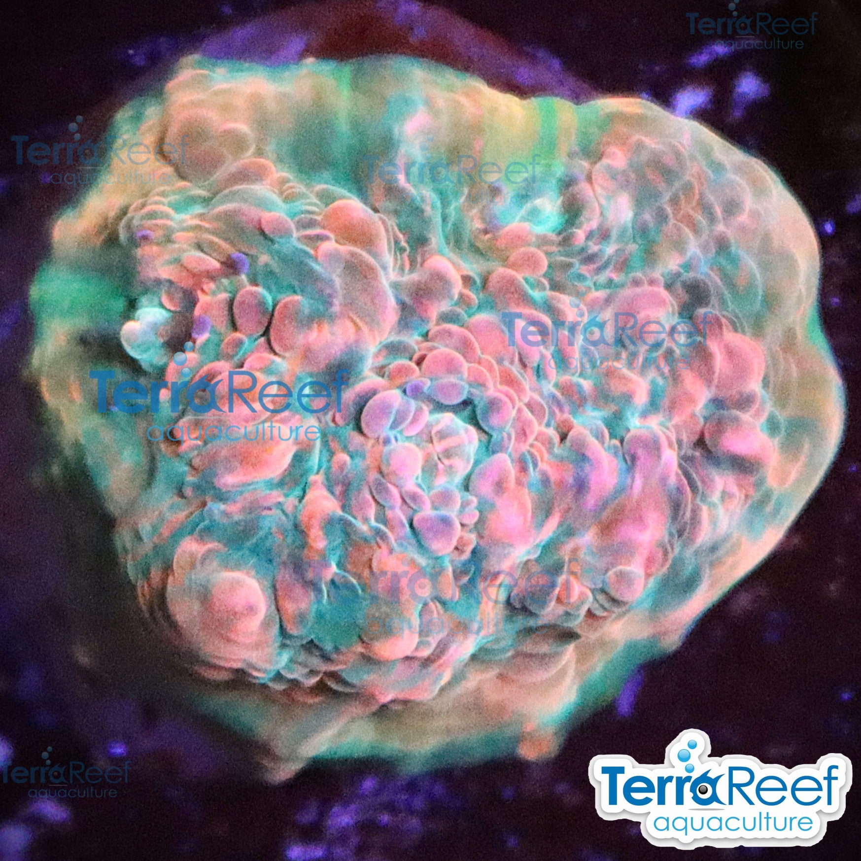 Red Green Chalice WYSIWYG Frag 32Left