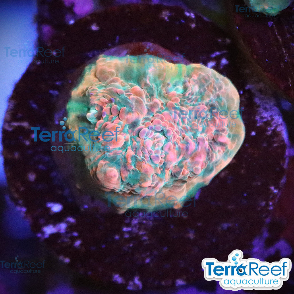 Red Green Chalice WYSIWYG Frag 32Left