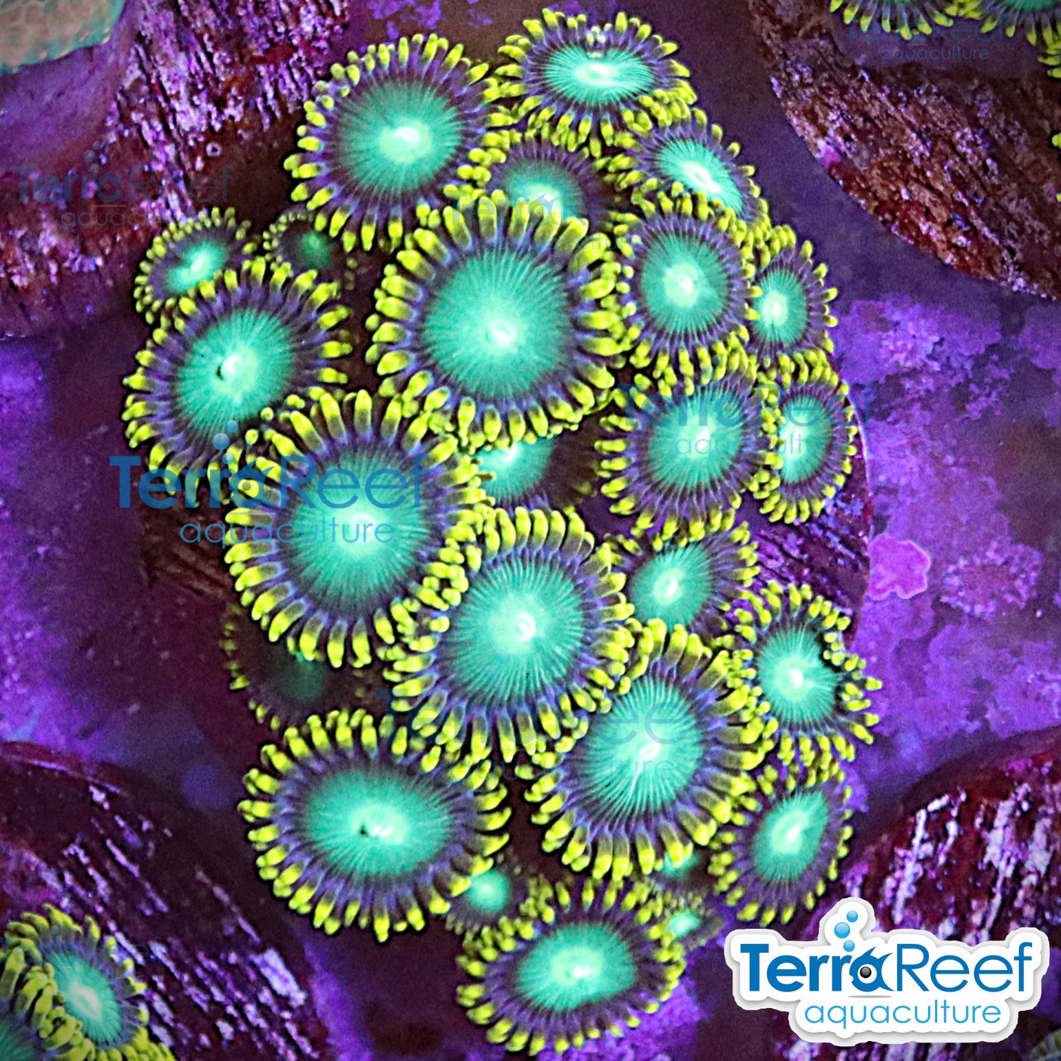 Radioactive Dragon Eyes Zoanthids aquacultured WYSIWYG coral frag for reef tank