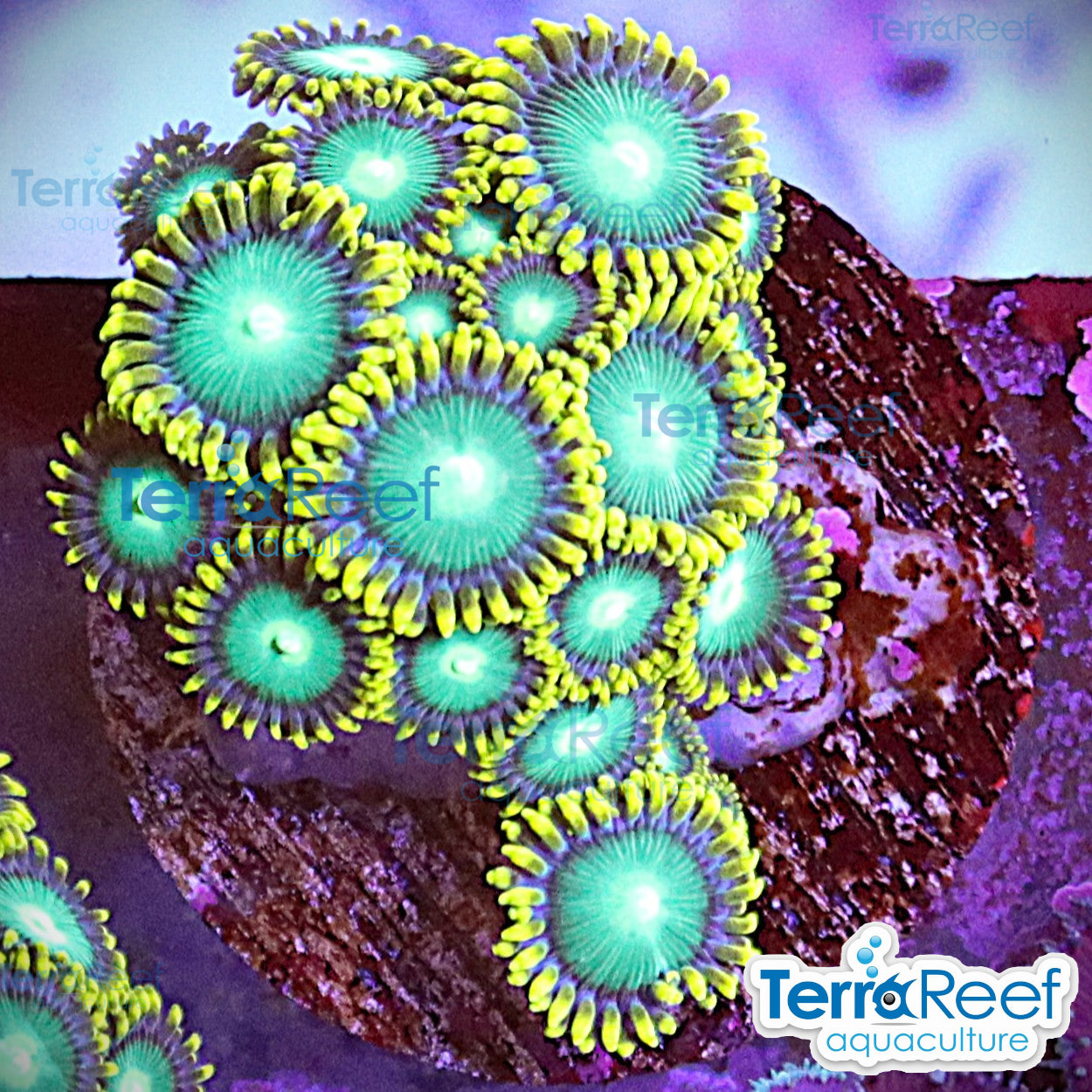Radioactive Dragon Eyes Zoanthids aquacultured WYSIWYG coral frag for reef tank