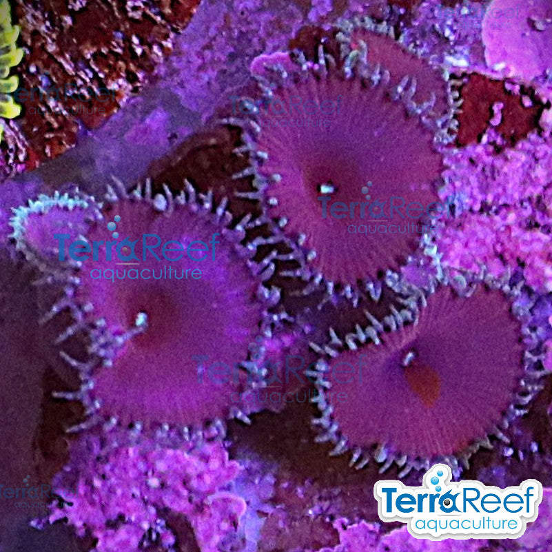 Purple Death Paly aquacultured WYSIWYG coral frag for reef aquarium