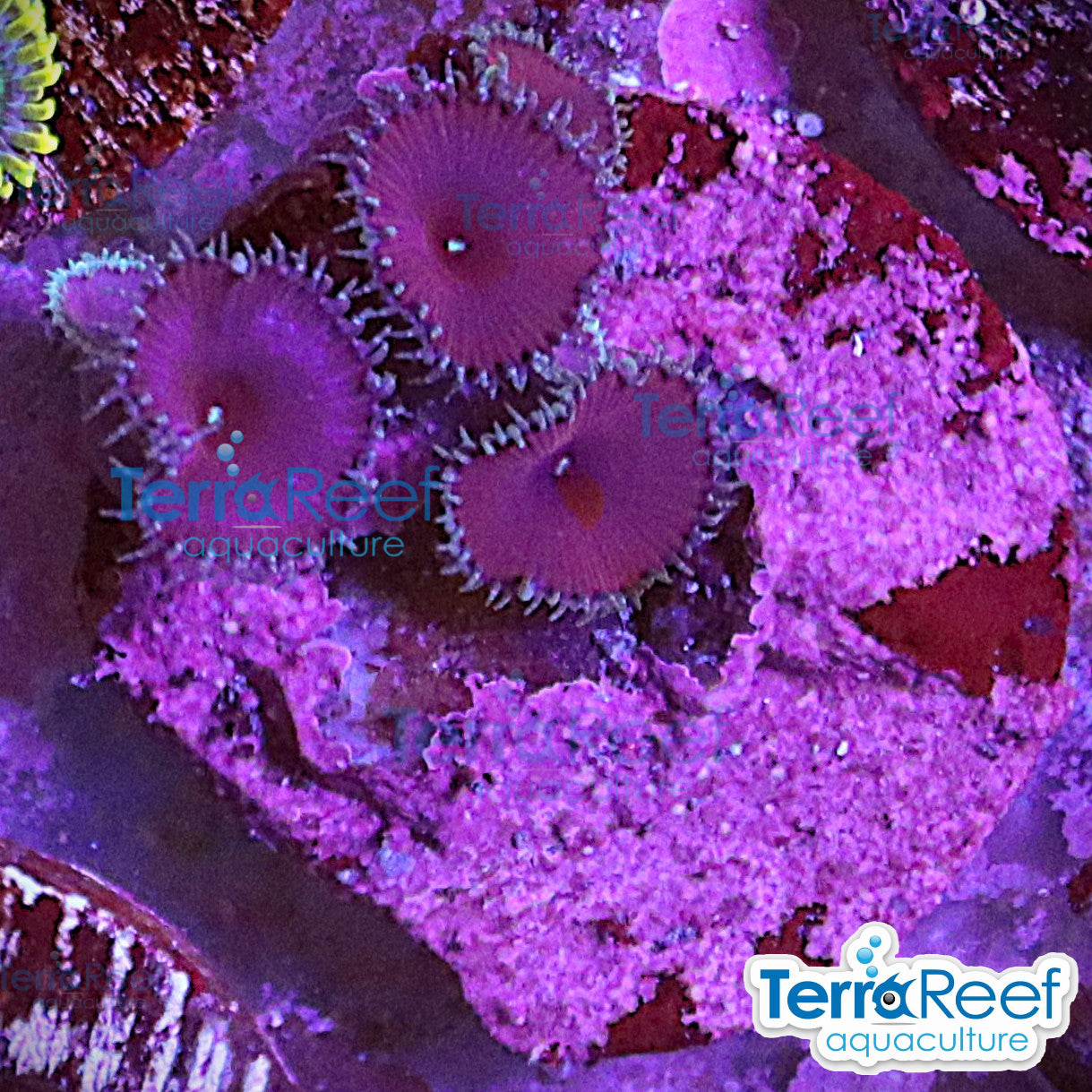 Purple Death Paly WYSIWYG Frag 37