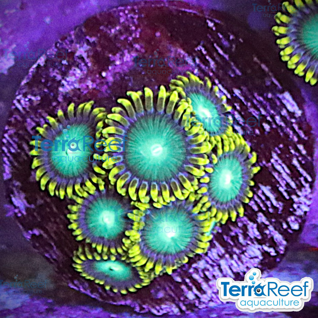 Radioactive Dragon Eyes Zoanthids aquacultured WYSIWYG coral frag for reef tank