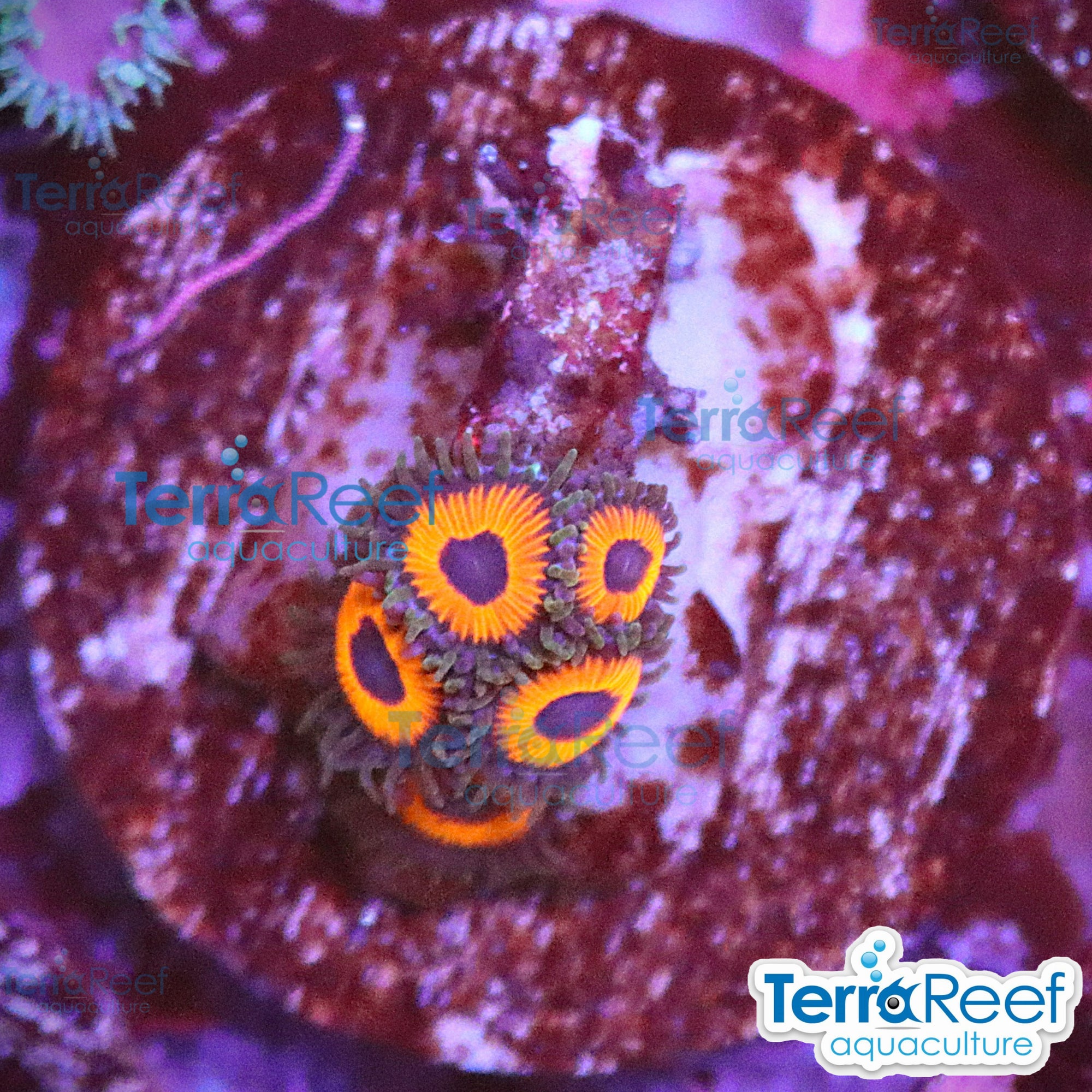Red Zoanthids aquacultured WYSIWYG coral frag for reef aquarium