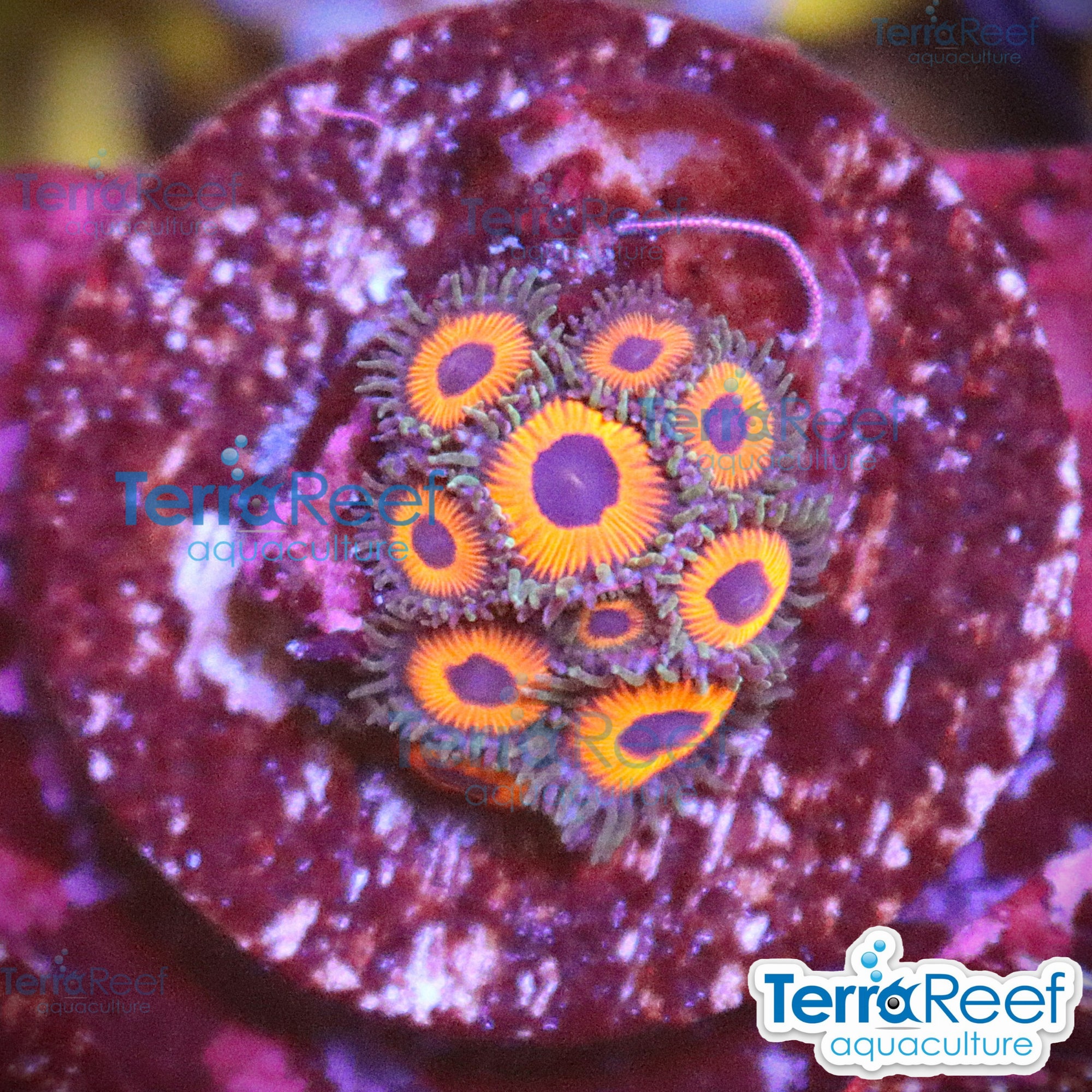 Red Zoanthids aquacultured WYSIWYG coral frag for reef aquarium