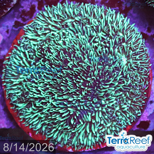 Aquacultured WYSIWYG Shaggy Couch Pavona coral for reef aquarium