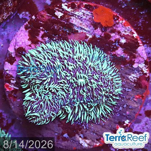 Aquacultured WYSIWYG Shaggy Couch Pavona coral for reef aquarium
