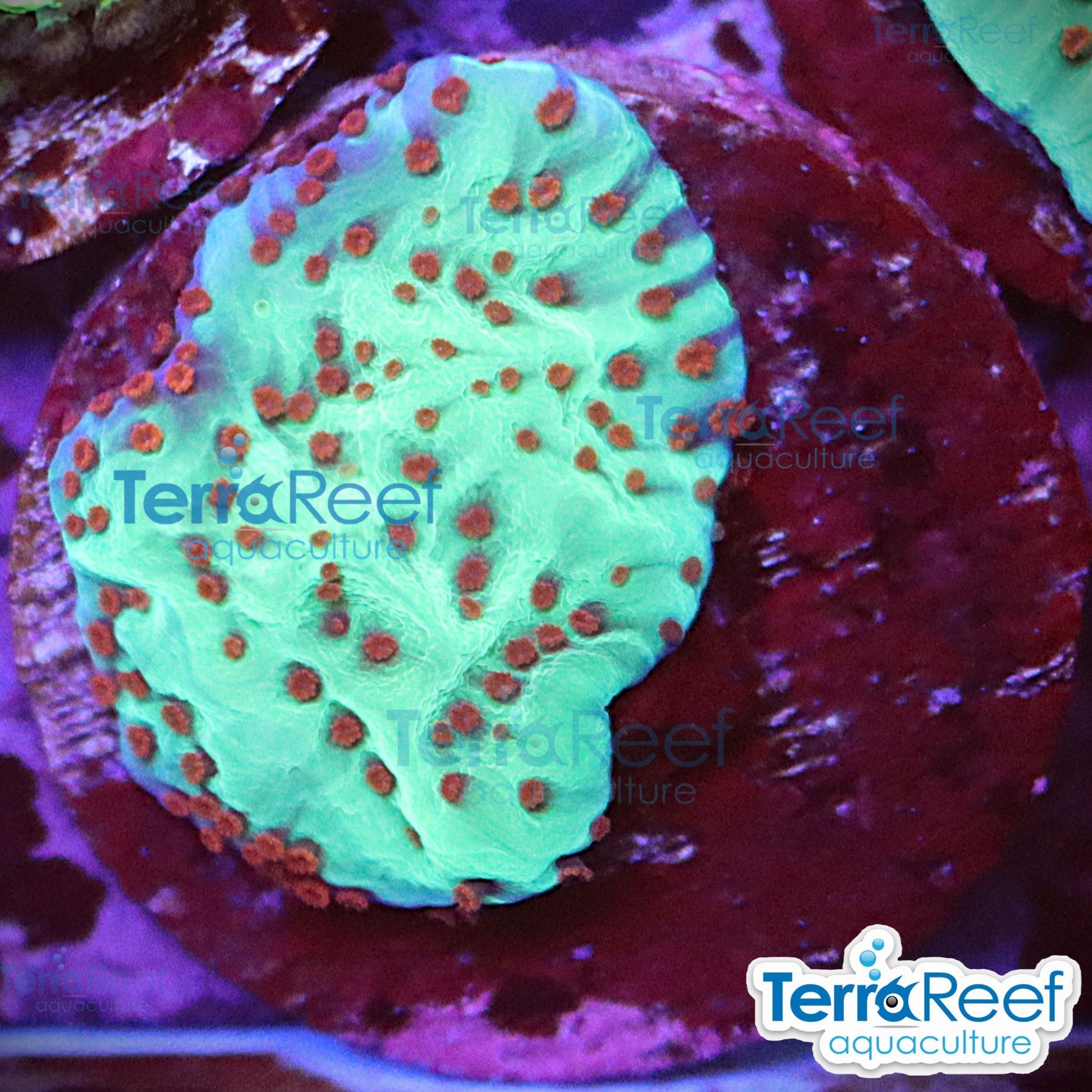Mind Trick Montipora WYSIWYG Frag 33Left