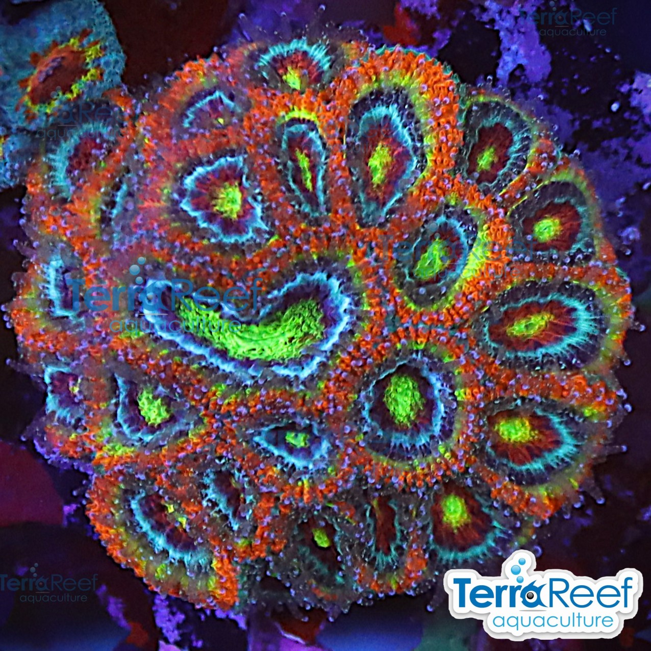 Holy Grail Micromussa Coral WYSIWYG Frag 38AMidRight