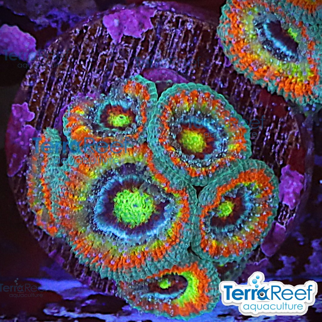 Holy Grail Micromussa Coral WYSIWYG Frag 37BLeft