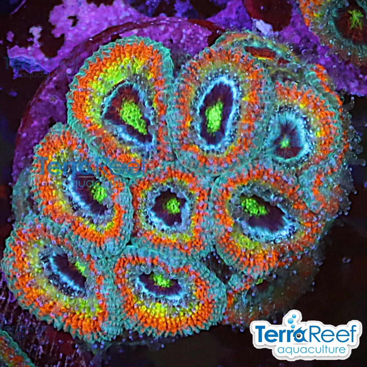Holy Grail Micromussa Coral WYSIWYG Frag 36BMidLeft