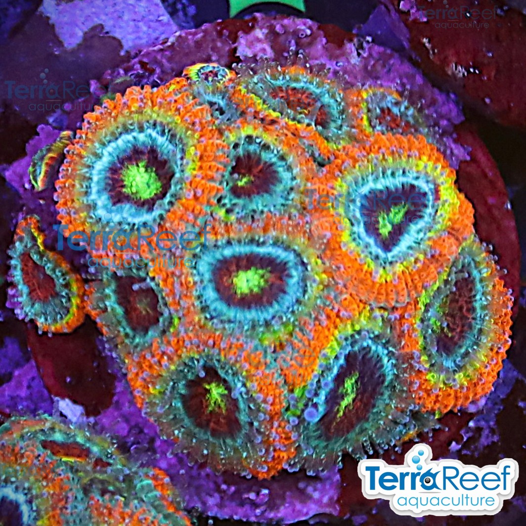 Holy Grail Micromussa Coral WYSIWYG Frag 35BMidRight