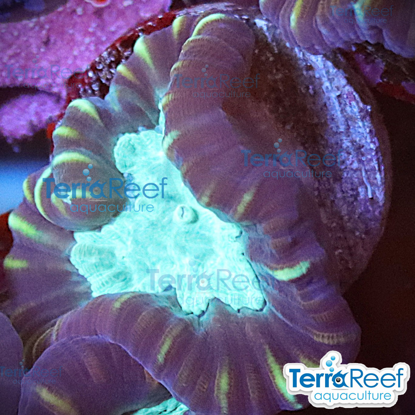 Pinwheel Candy Cane coral aquacultured WYSIWYG coral for reef aquarium