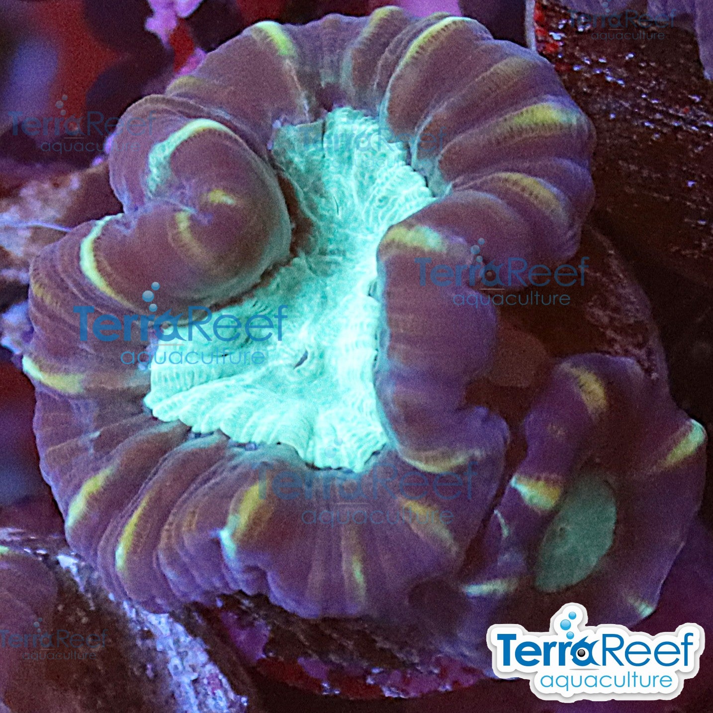 Pinwheel Candy Cane coral aquacultured WYSIWYG coral for reef aquarium