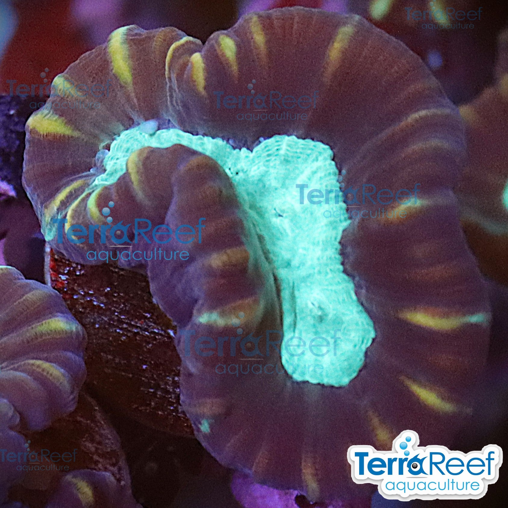 Pinwheel Candy Cane coral aquacultured WYSIWYG coral for reef aquarium