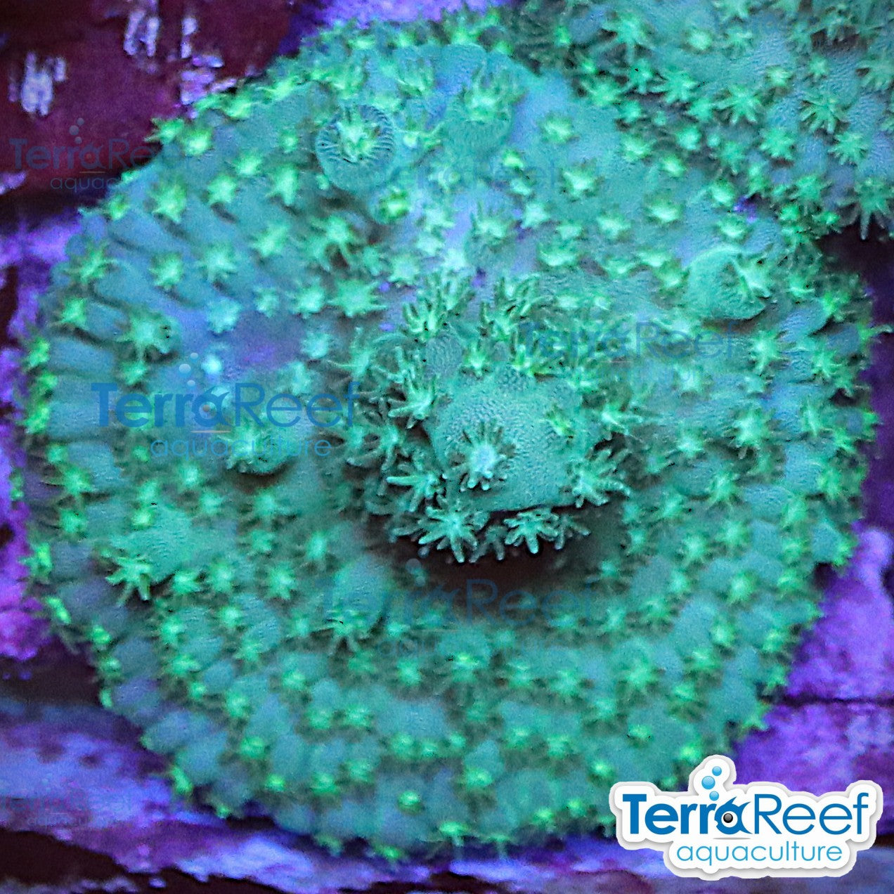 Stubby Finger Acro WYSIWYG Frag 24Left