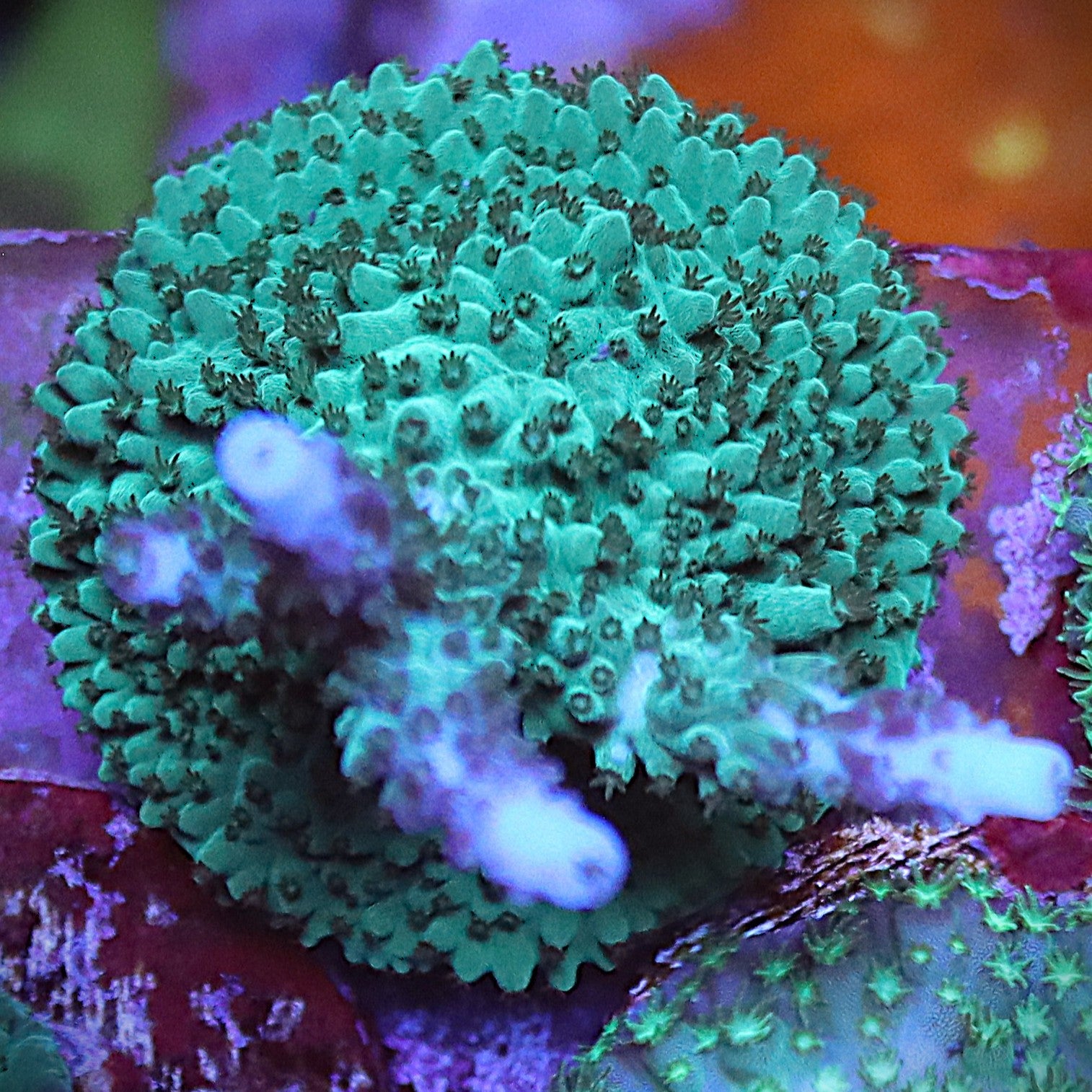 Blue tip Acropora WYSIWYG Frag 21Right