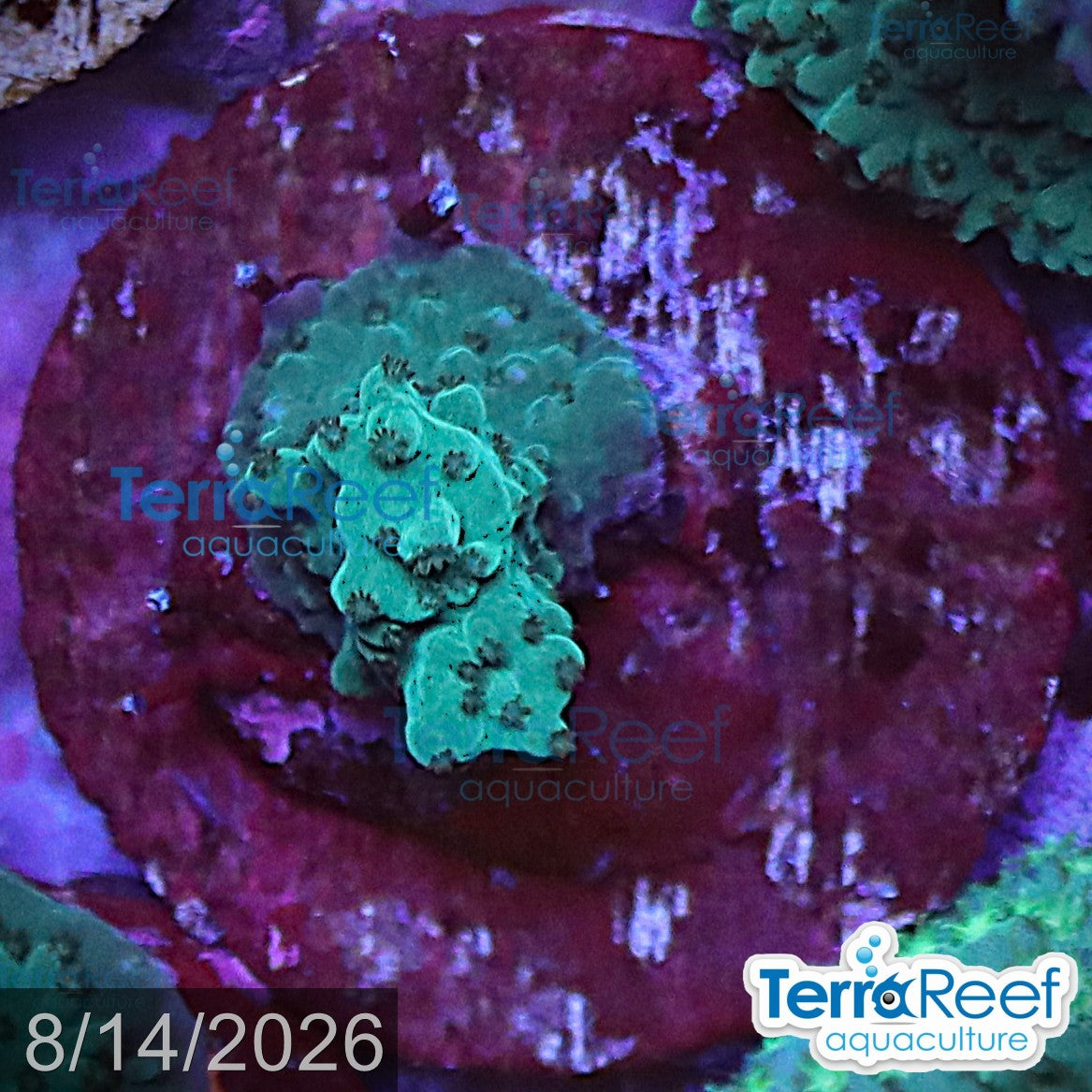 Blue Tip Acropora aquacultured WYSIWYG coral frag for reef aquarium