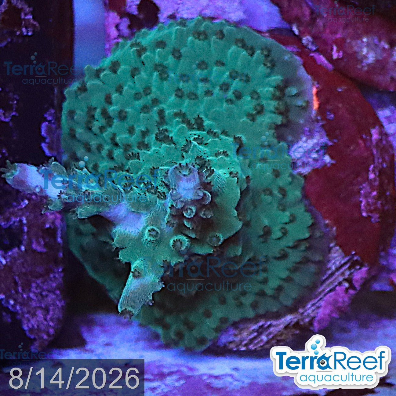 Blue Tip Acropora aquacultured WYSIWYG coral frag for reef aquarium