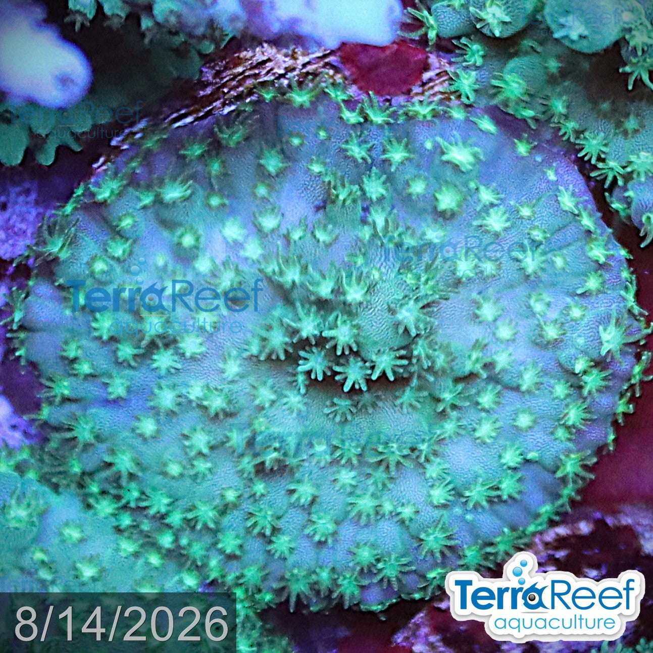 Stubby Finger Acropora aquacultured WYSIWYG coral frag for reef aquarium