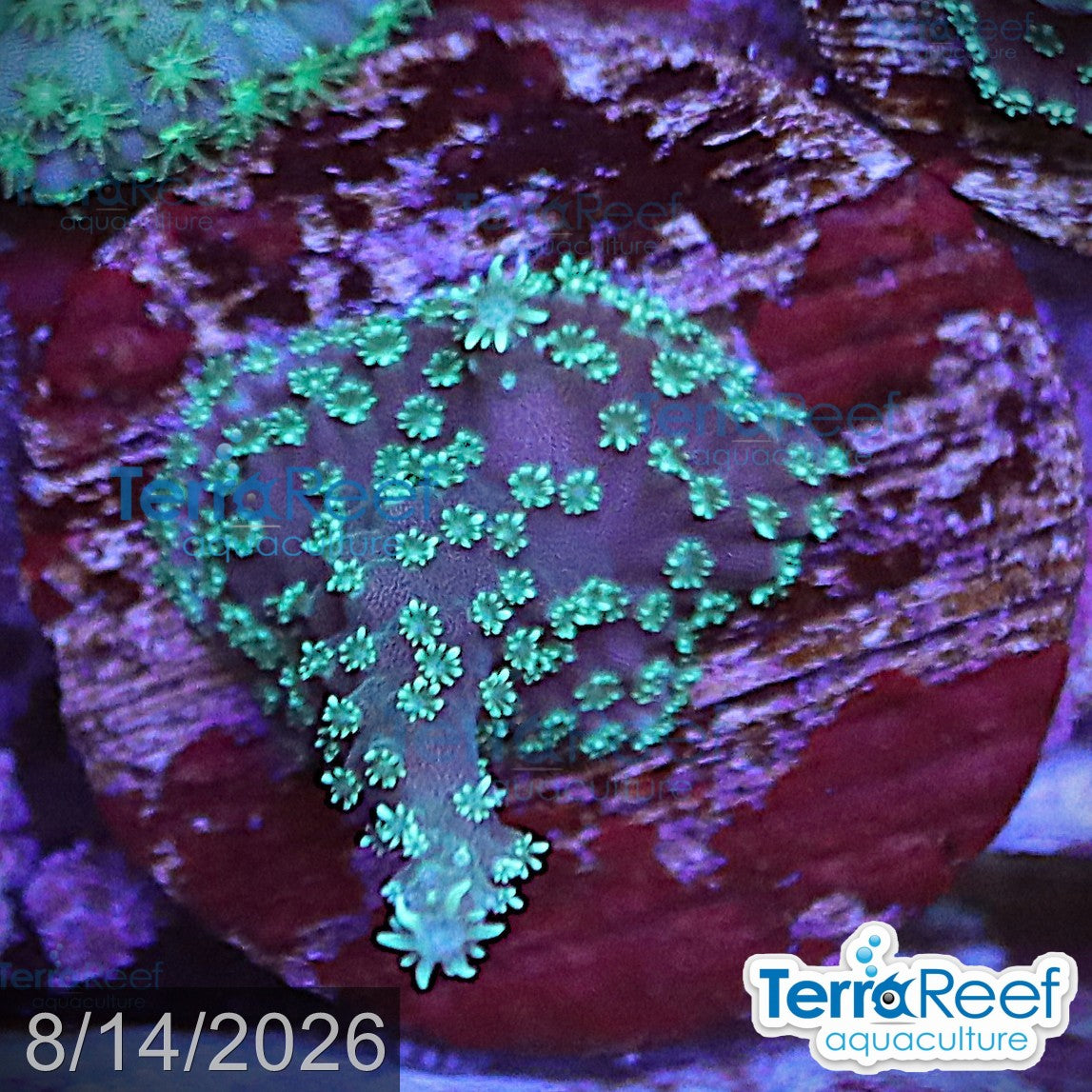 TerraReef Weedy Acropora WYSIWYG Frag 14Left