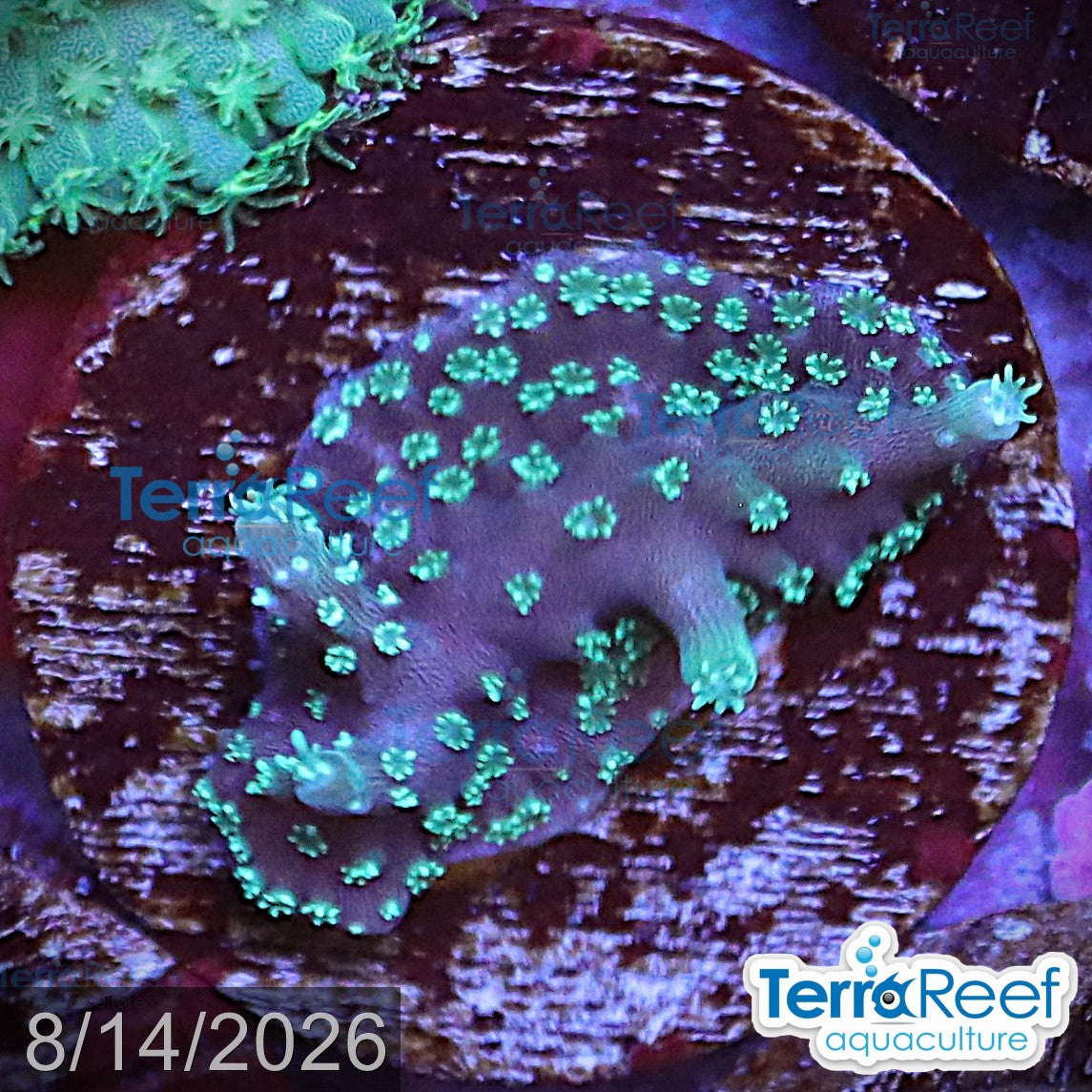 TerraReef Weedy Acropora WYSIWYG Frag 13Middle