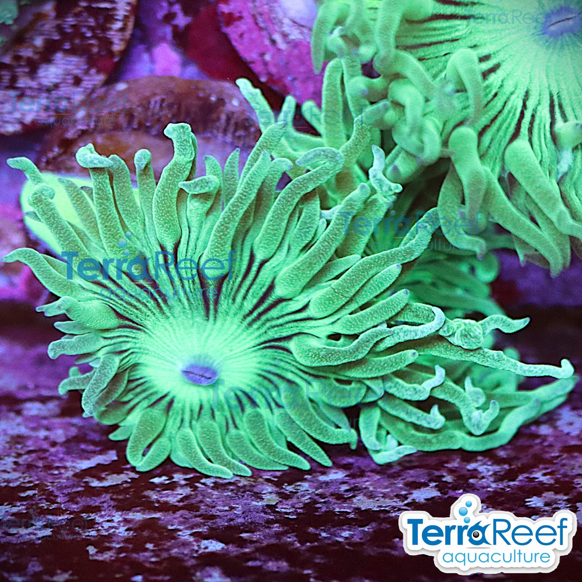 Duncan Coral Duncanopsammia QTed aquacultured WYSIWYG coral frag for reef aquarium