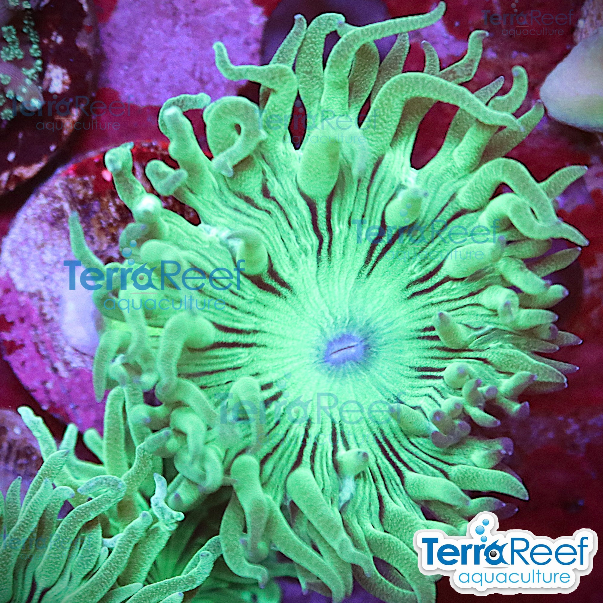 Duncan Coral Duncanopsammia QTed aquacultured WYSIWYG coral frag for reef aquarium