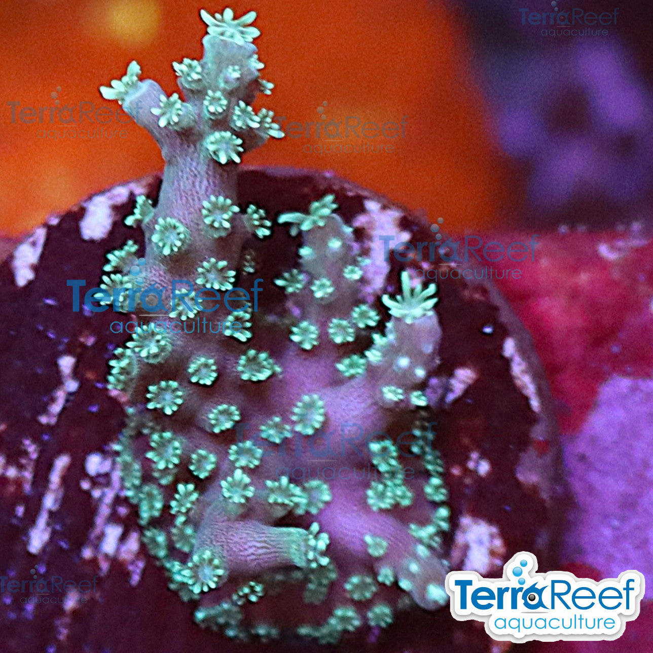 TerraReef Weedy Acropora WYSIWYG Frag 12Right