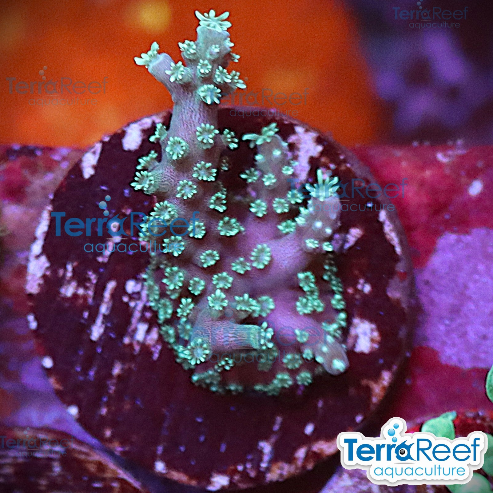 TerraReef Weedy Acropora WYSIWYG Frag 12Right